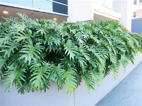 Филодендрон (Philodendron xanadu)