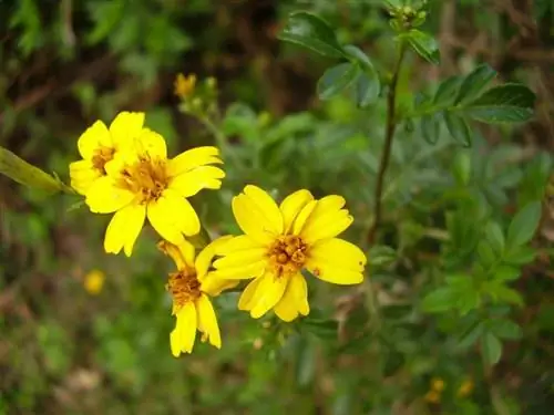Чинчо (Tagetes elliptica)