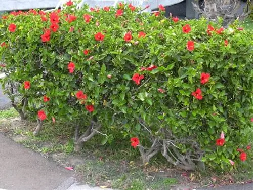 Hibiscus rosa sinensis или китайская роза, садовый кустарник