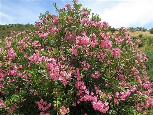Олеандр - это общее название Nerium oleander.