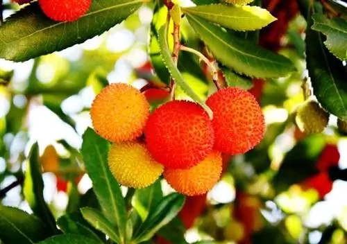 Земляничное дерево - вечнозеленый кустарник