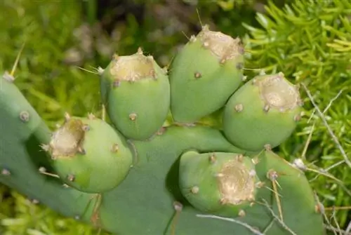 Opuntia dilleni или Opuntia stricta в поле