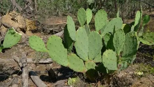Вид на Opuntia stricta