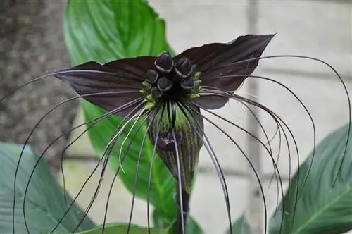 Цветок летучей мыши (Tacca chantrieri)