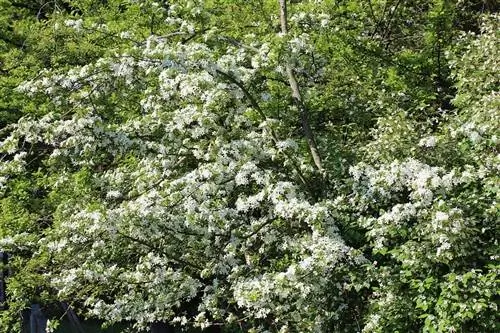 Вид на цветы Pyrus calleryana