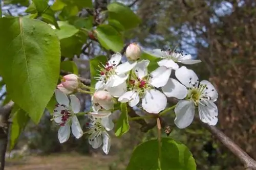 Цветки Pyrus callyeriana белые.