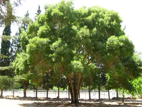 Взрослая особь Fraxinus angustifolia в саду