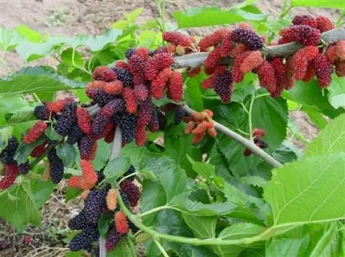Шелковица красная (Morus rubra)