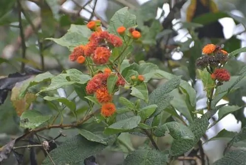 Капитанеха (Verbesina crocata)