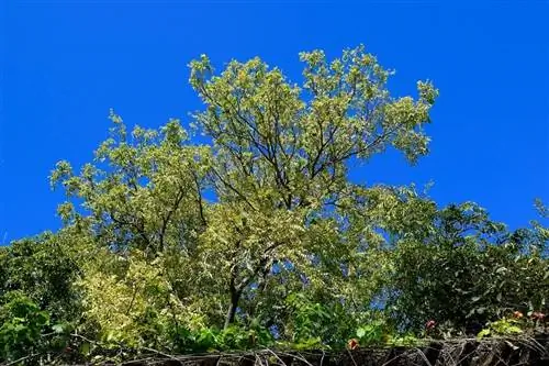 Cedrela odorata (Красный кедр)