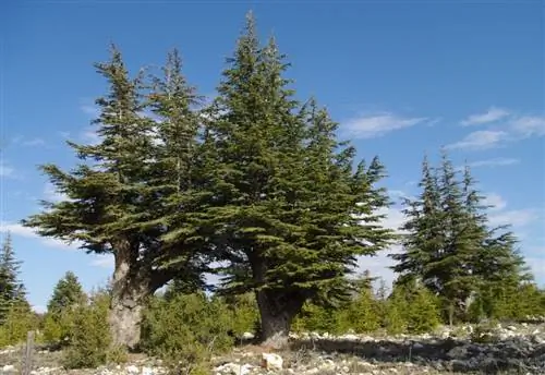 Cedrus libani - хвойное дерево.