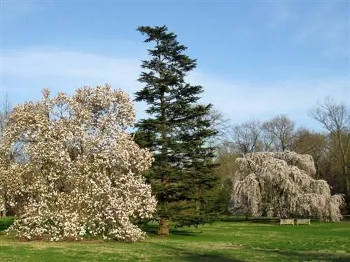 Cedrus libani в саду