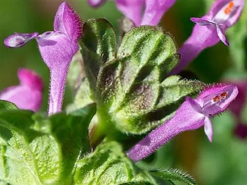 Lamium implexicaule цветок