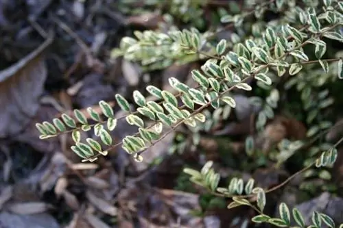 Lonicera nitida может иметь пестрые листья.