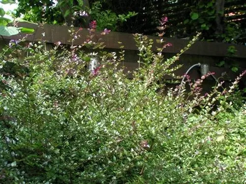 Lonicera nitida - кустарник.