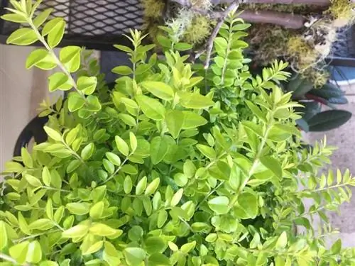 Вид на Lonicera nitida Briloni