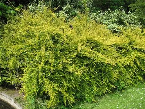 Жимолость листовая (Lonicera nitida)
