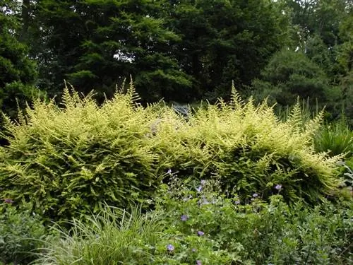 Lonicera nitida можно использовать в качестве живой изгороди.