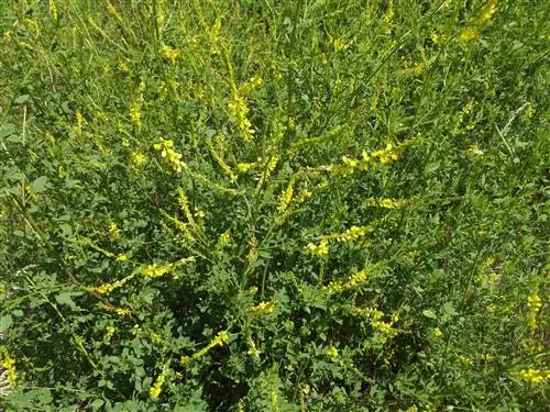Донник лекарственный (Melilotus officinalis)