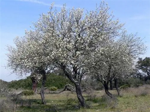 Вид на Pyrus bourgaeana