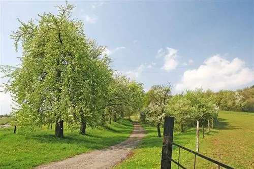 Pyrus communis в открытом поле