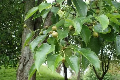 Pyrus pyrifolia в саду