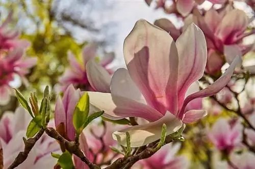 Цветки Magnolia x soulangeana крупные.