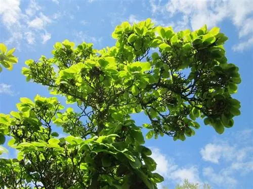 Magnolia x soulangeana - листопадный кустарник.