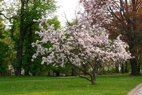 Магнолия китайская (Magnolia soulangeana)