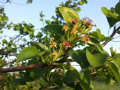 Листья дикой груши листопадные.