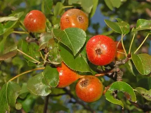 Дикая груша (Pyrus pyraster)