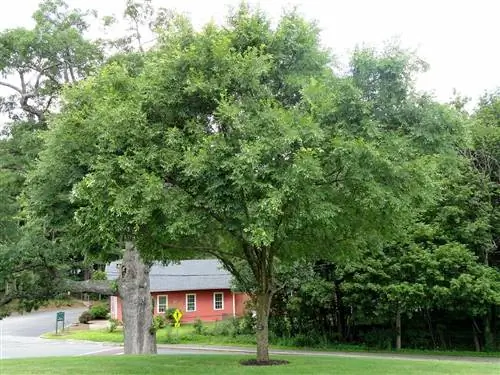 Вяз китайский (Ulmus parvifolia)