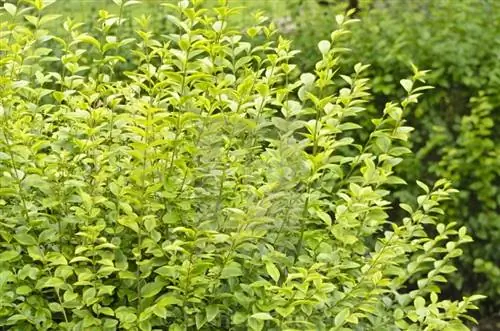 Листья ligustrum ovalifolium