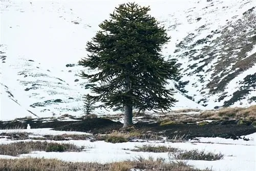Араукария ауракана - деревенское дерево.