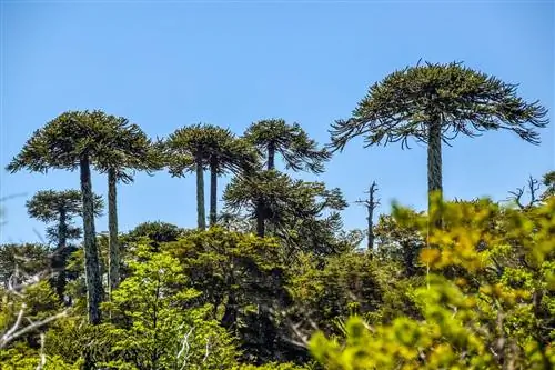 Араукария чилийская (Araucaria araucana)