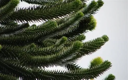 Вид на листья Araucaria auracana