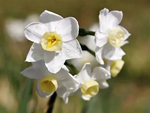 Жонкилия белая (Narcissus triandrus)