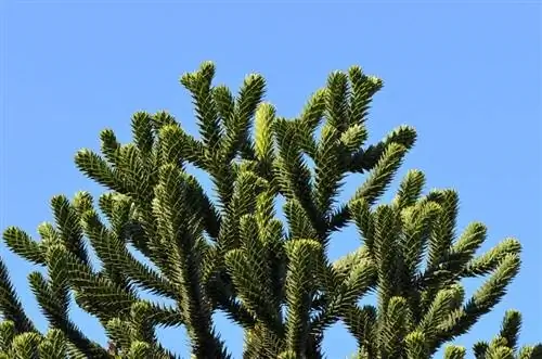 Деталь листьев Araucaria auracana
