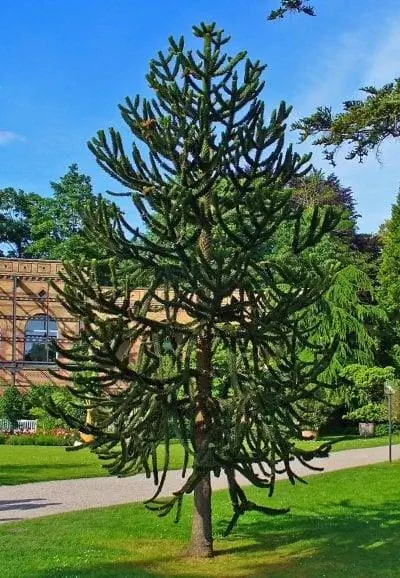 Молодой экземпляр Araucaria auracana