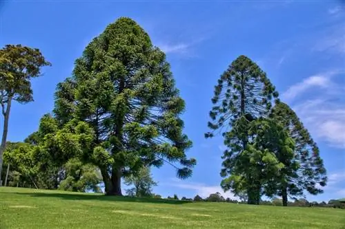 Образцы Araucaria bidwillii