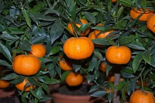 Вид на Citrus reticulata