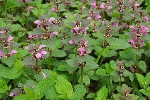 Lamium maculatum для подлеска Lamium maculatum для подлеска