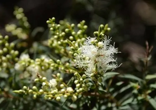 Цветки Melaleuca alternifolia белые.