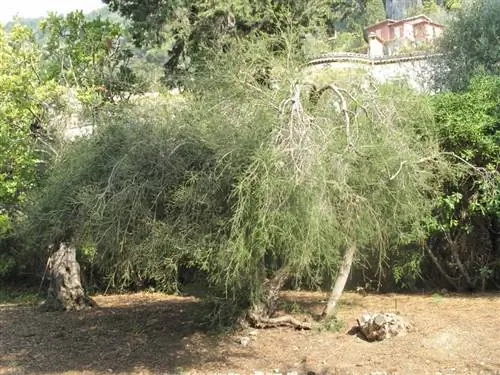 Melaleuca alternifolia - маленькое деревце.