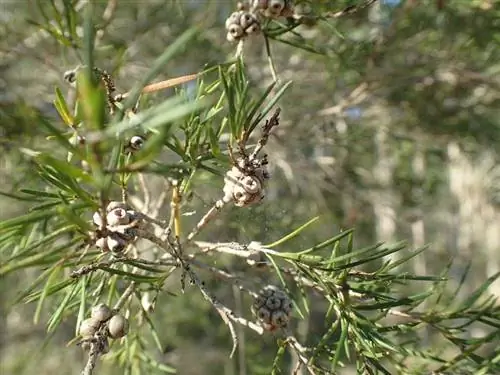 Плоды Melaleuca alternifolia мелкие.