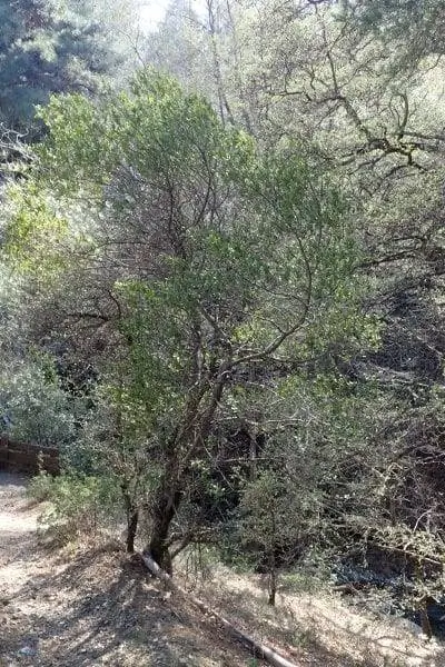 Phillyrea latifolia в среде обитания