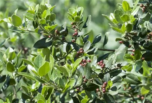 Черный Вебер (Phillyrea latifolia)