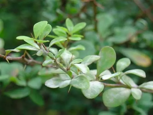 Листья Berberis thunbergii маленькие.