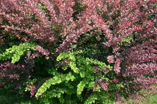 Барбарис очень декоративный кустарник.