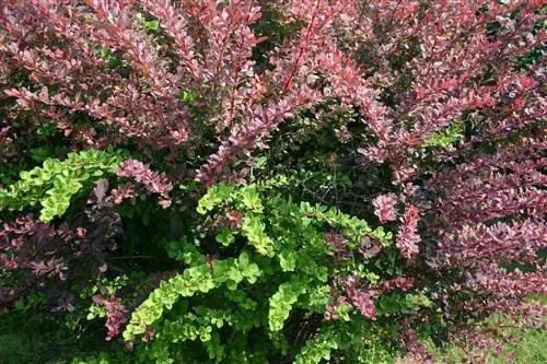 Барбарис (Berberis thunbergii)